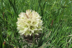 Campanula thyrsoides