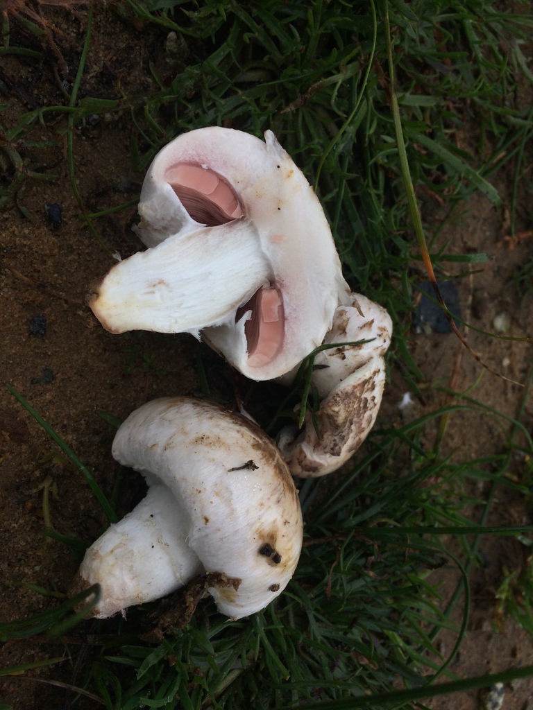 19944708 Agaricus Campestris Inaturalist Reports Mycomap Beta