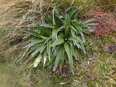 Celmisia verbascifolia
