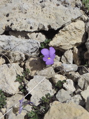 Viola cenisia