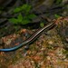 Plestiodon elegans - Photo (c) 江国彬,  זכויות יוצרים חלקיות (CC BY-NC), הועלה על ידי 江国彬