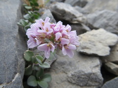 Noccaea rotundifolia