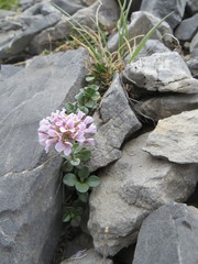 Noccaea rotundifolia
