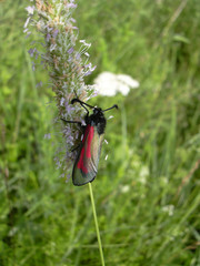 Zygaena osterodensis
