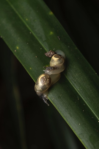 Boninosuccinea ogasawarae, 2023-08-04