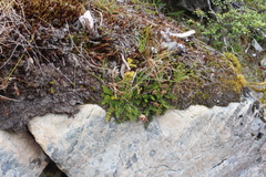 Anisotome flexuosa