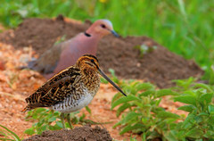 African Snipe photo 2