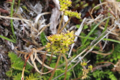 Anisotome flexuosa