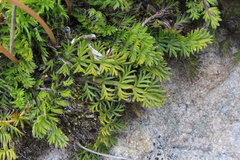 Anisotome flexuosa