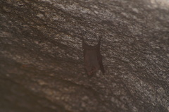 Balantiopteryx plicata