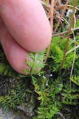 Anisotome flexuosa