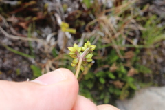 Anisotome flexuosa