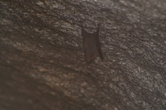 Balantiopteryx plicata