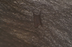 Balantiopteryx plicata