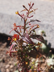 Ludwigia perennis