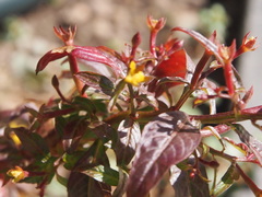 Ludwigia perennis
