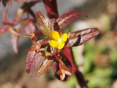 Ludwigia perennis