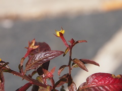 Ludwigia perennis