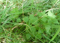 Parietaria debilis