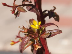 Ludwigia perennis