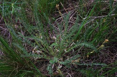 Astragalus buchtormensis