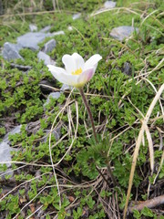 Anemonoides baldensis