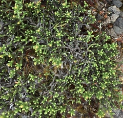 Helichrysum parvifolium