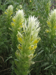 Melampyrum argyrocomum