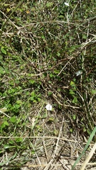 Convolvulus waitaha