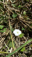 Convolvulus waitaha
