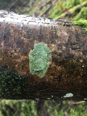 Pertusaria leioplaca