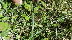 Convolvulus waitaha