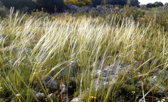 Stipa austroitalica