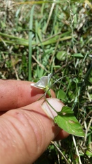 Convolvulus waitaha