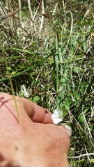Convolvulus waitaha