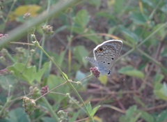 Hemiargus ceraunus