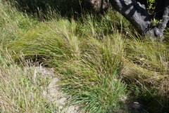 Carex flagellifera