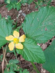 Malvastrum coromandelianum
