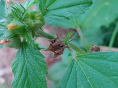 Malvastrum coromandelianum