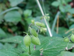 Priva lappulacea