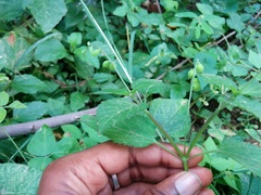 Priva lappulacea