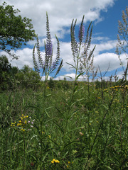 Veronica spuria