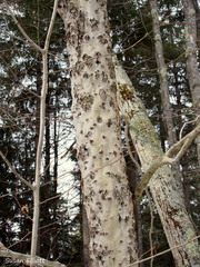 Cryptococcus fagisuga