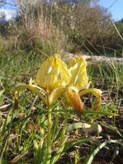Iris pseudopumila pseudopumila