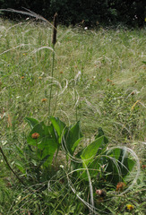 Plantago maxima