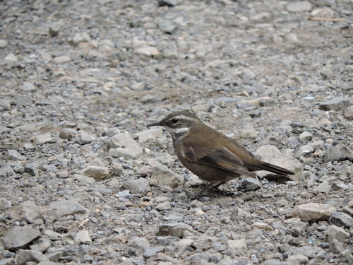 Gray-flanked Cinclodes (Cinclodes oustaleti)