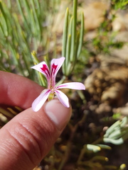 Pelargonium laevigatum oxyphyllum