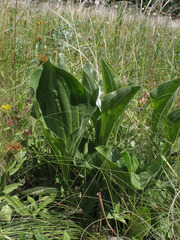 Plantago maxima
