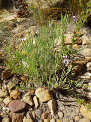 Pelargonium laevigatum oxyphyllum
