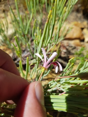Pelargonium laevigatum oxyphyllum
